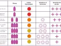 Tableau comparatif des pains : le pain de mie a peu de fibres, un indice glycémique élevé et beaucoup de gluten.